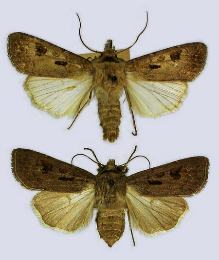 Noctuidae image
